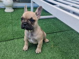 4 chiots Bouledogue Français fauves non LOF février 2026 à vendre