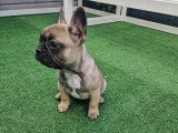 4 chiots Bouledogue Français fauves non LOF février 2026 à vendre