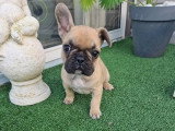 4 chiots Bouledogue Français fauves non LOF février 2026 à vendre