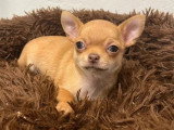 Chiot Chihuahua femelle fauve poil court de février 2026 à vendre non LOF
