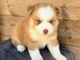 3 chiots mâles Pomsky non LOF nés en mars 2026 à vendre