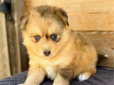 3 chiots mâles Pomsky non LOF nés en mars 2026 à vendre