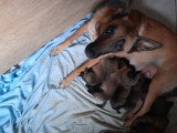 Chiots Berger Belge Malinois à vendre