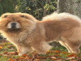 Mâle Chow Chow disponible pour saillie