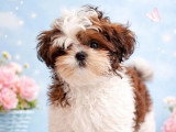 Chiot Shih Tzu mâle inscrit au LOF à vendre né décembre 2025