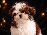 Chiot Shih Tzu mâle inscrit au LOF à vendre né décembre 2025
