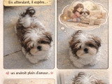 Chiot Shih Tzu mâle inscrit au LOF à vendre né décembre 2025
