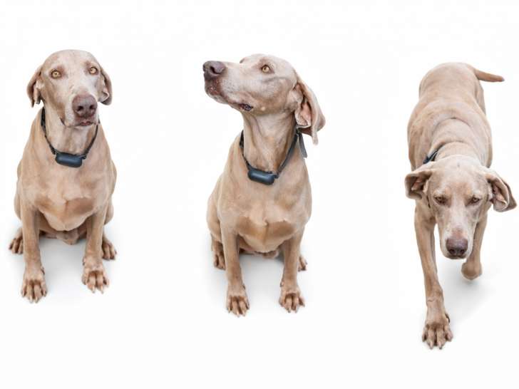 Chienne Braque de Weimar 11 ans à donner – douce et fidèle