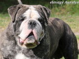 Jeune chien Bulldog Continental LOF à vendre