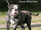 Jeune chien Bulldog Continental LOF à vendre