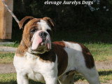 Jeune Bouledogue Continental LOF à vendre