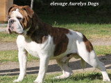 Jeune Bouledogue Continental LOF à vendre