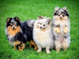 Portée de 4 chiots Spitz Allemand non LOF à réserver pour mai 2026