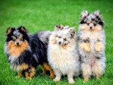 Portée de 4 chiots Spitz Allemand non LOF à réserver, nés en mai 2026