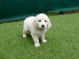 6 Golden Retriever crème LOF nés en février 2026 à vendre