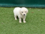 6 Golden Retriever crème LOF nés en février 2026 à vendre