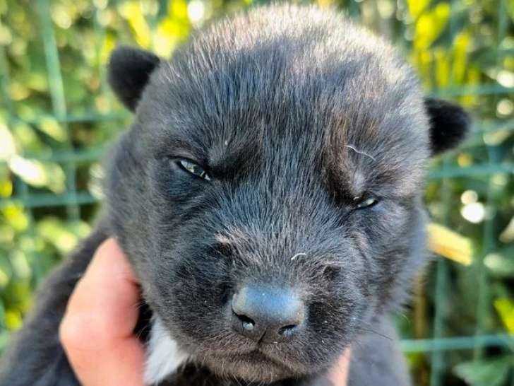 Portée de 7 chiots Chien Loup noirs non LOF à réserver