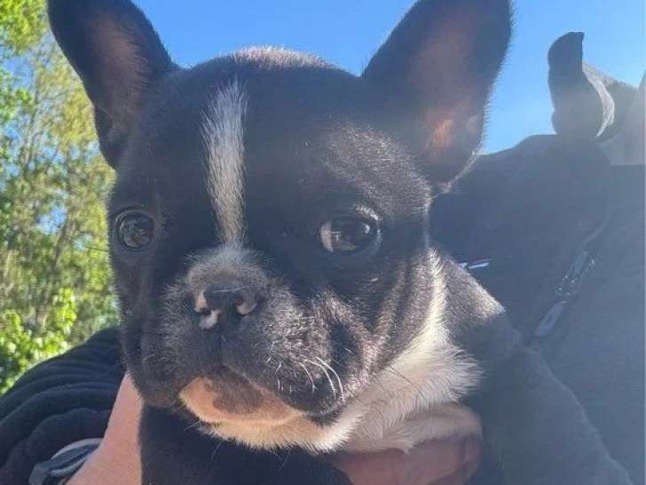 Chiot femelle Bouledogue Français non LOF noir et blanc de février 2026 à vendre