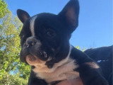 Chiot femelle Bouledogue Français non LOF noir et blanc de février 2026 à vendre