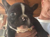 Chiot femelle Bouledogue Français non LOF noir et blanc de février 2026 à vendre
