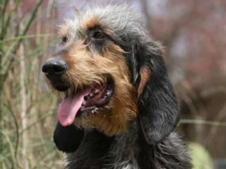 Chien Griffon Nivernais à donner