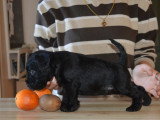 Chiots Schnauzer Nain noirs LOF à vendre