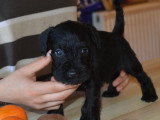 Chiots Schnauzer Nain noirs LOF à vendre