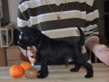 Chiots Schnauzer Nain noirs LOF à vendre