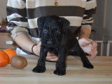 Chiots Schnauzer Nain noirs LOF à vendre