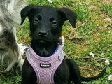 À adopter : chiot mâle noir de 2 mois