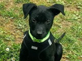 En attente d'adoption : chiot mâle noir de 2 mois