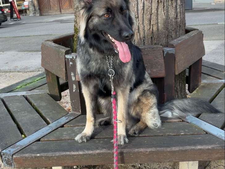 Chienne Berger Allemand croisée Malinois à donner