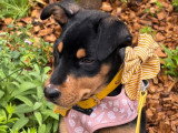 BOBBY à l'adoption