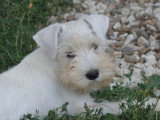 Chiots Schnauzer Nain blancs LOF à vendre