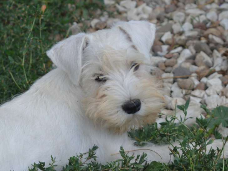 Chiots Schnauzer Nain blancs LOF à vendre
