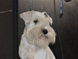 Chiots Schnauzer Nain blancs LOF à vendre