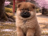 Portée de 4 chiots Chow Chow LOF nés en février 2026 à vendre