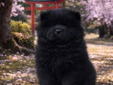 Portée de 4 chiots Chow Chow LOF nés en février 2026 à vendre