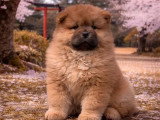 Portée de 4 chiots Chow Chow LOF nés en février 2026 à vendre