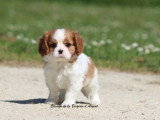 Deux chiots mâles Cavalier King Charles LOF à vendre