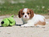 Deux chiots mâles Cavalier King Charles LOF à vendre