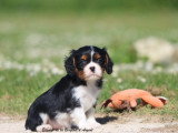 Deux chiots mâles Cavalier King Charles LOF à vendre