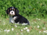 Deux chiots mâles Cavalier King Charles LOF à vendre