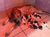 7 chiots Épagneul Breton LOF nés en mars 2026 à réserver