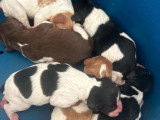 7 chiots Épagneul Breton LOF nés en mars 2026 à réserver