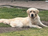 Chien Golden Retriever mâle inscrit LOF à vendre