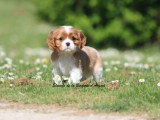 Chiot Cavalier King Charles mâle Blenheim LOF à vendre