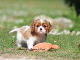 Chiot Cavalier King Charles mâle Blenheim LOF à vendre