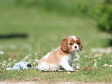 Chiot Cavalier King Charles mâle Blenheim LOF à vendre