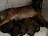 Portée 6 chiots Berger Belge Malinois LOF à réserver